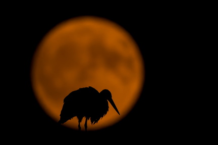 _DSC3585-DxO_DeepPRIME XD2s_02