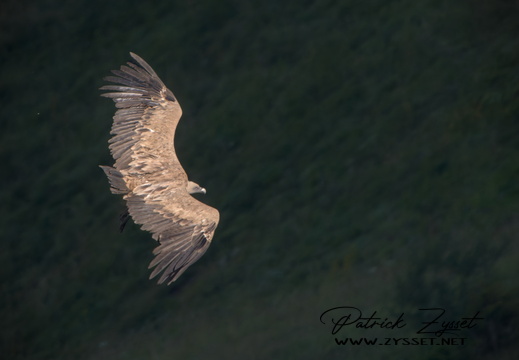 _DSC0120-DxO_DeepPRIME XD2s