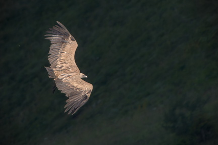 _DSC0120-DxO_DeepPRIME XD2s