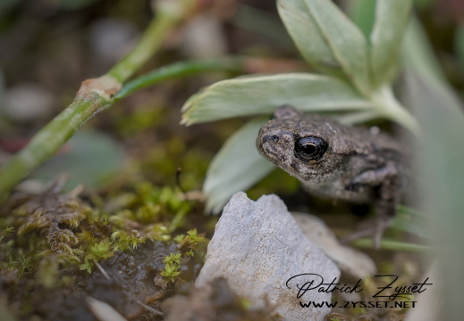 DSC08961-DxO_DeepPRIME XD2s