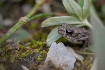 DSC08961-DxO_DeepPRIME XD2s