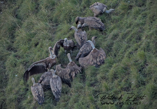 _DSC0013-DxO_DeepPRIME XD2s