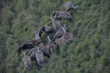 _DSC0013-DxO_DeepPRIME XD2s