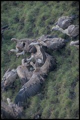 _DSC0040-DxO_DeepPRIME XD2s