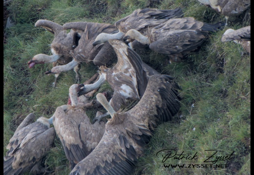 _DSC0040-DxO_DeepPRIME XD2s