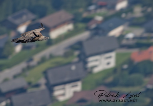 _DSC0091-DxO_DeepPRIME XD2s