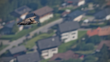 _DSC0091-DxO_DeepPRIME XD2s