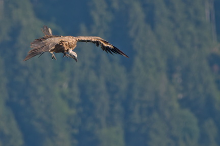 _DSC9985-DxO_DeepPRIME XD2s