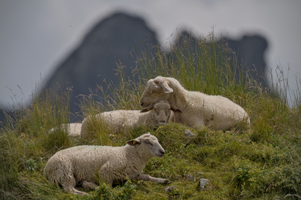 _DSC0887-DxO_DeepPRIME XD2s