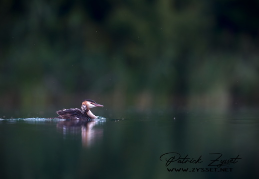 _DSC3186-DxO_DeepPRIME XD2s