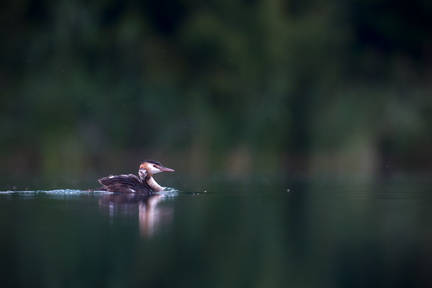 _DSC3186-DxO_DeepPRIME XD2s