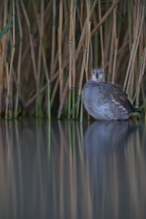 _DSC1218-DxO_DeepPRIME XD2s