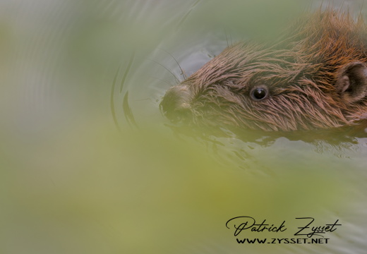 _DSC2713-DxO_DeepPRIME XD2s