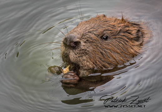 _DSC2768-DxO_DeepPRIME XD2s