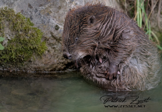 _DSC2829-DxO_DeepPRIME XD2s