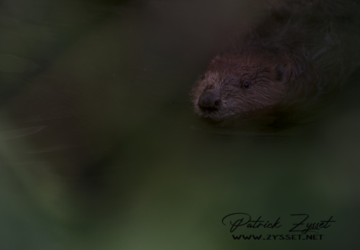 _DSC2847-DxO_DeepPRIME XD2s_01