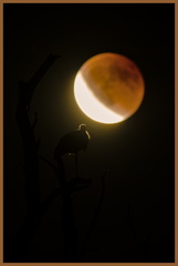 _DSC4633-DxO_DeepPRIME XD2s