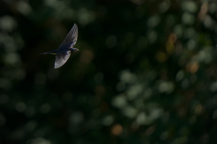 _DSC2354-ARW-DxO_DeepPRIME XD2