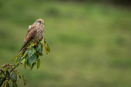 _DSC3632-ARW-DxO_DeepPRIME XD2-2