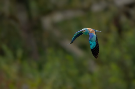 _DSC3714-ARW-DxO_DeepPRIME XD2-3