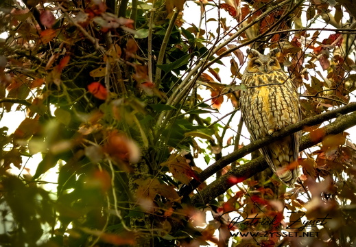 _DSC7488-DxO_DeepPRIME XD2s-3