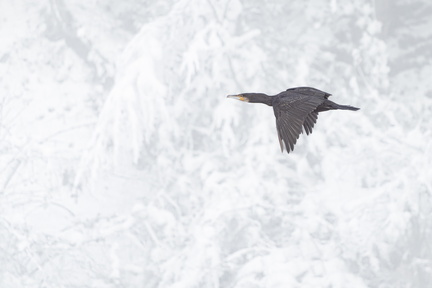 _DSC7782-DxO_DeepPRIME XD2s