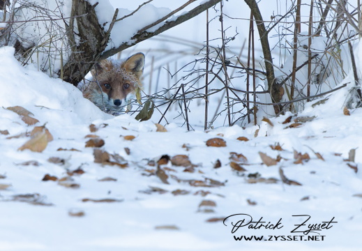 _DSC8147-DxO_DeepPRIME XD2s