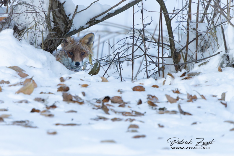 _DSC8147-DxO_DeepPRIME XD2s.jpg