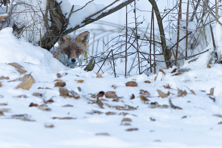 _DSC8147-DxO_DeepPRIME XD2s