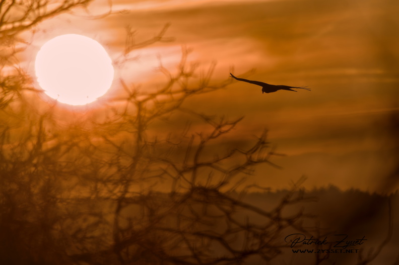 _DSC9269-DxO_DeepPRIME XD2s.jpg