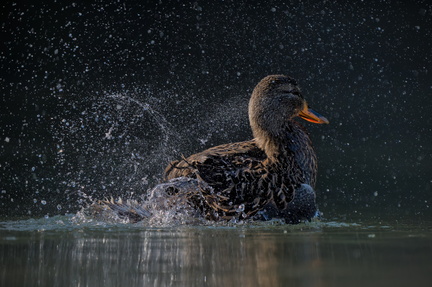 _DSC1959-DxO_DeepPRIME XD2s