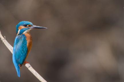 _DSC3056-DxO_DeepPRIME XD2s