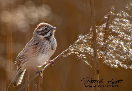 _DSC3961-DxO_DeepPRIME XD2s-2