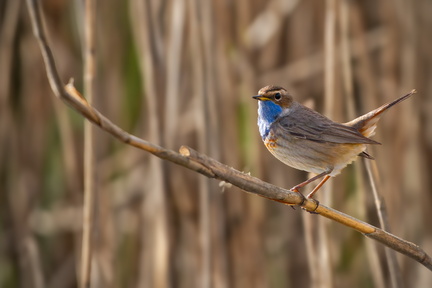 _DSC0207-DxO_DeepPRIME XD2s-2