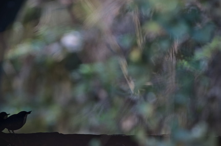 _DSC1328-DxO_DeepPRIME XD2s