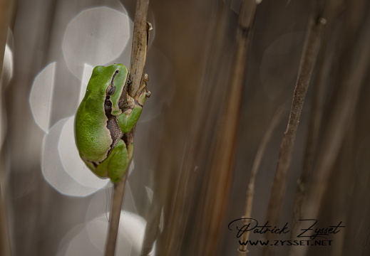 DSC09653-DxO_DeepPRIME XD2s-2