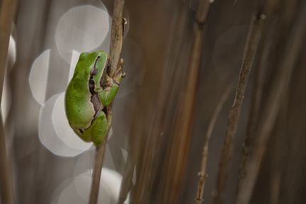 DSC09653-DxO_DeepPRIME XD2s-2