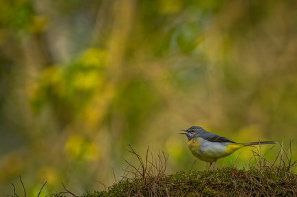 _DSC4181-DxO_DeepPRIME XD2s-2