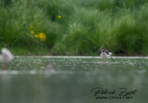 _DSC4453-DxO_DeepPRIME XD2s