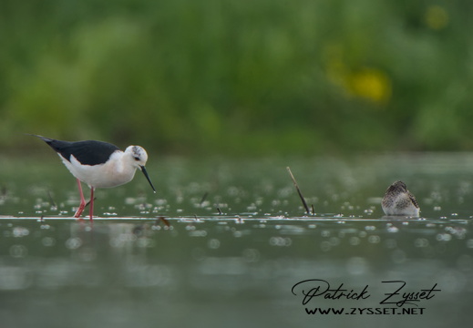 _DSC4460-DxO_DeepPRIME XD2s