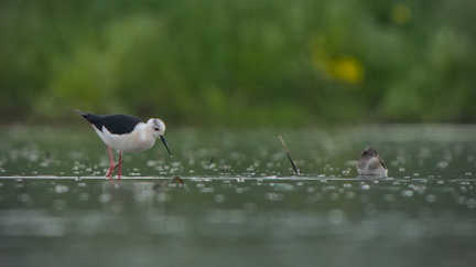 _DSC4460-DxO_DeepPRIME XD2s