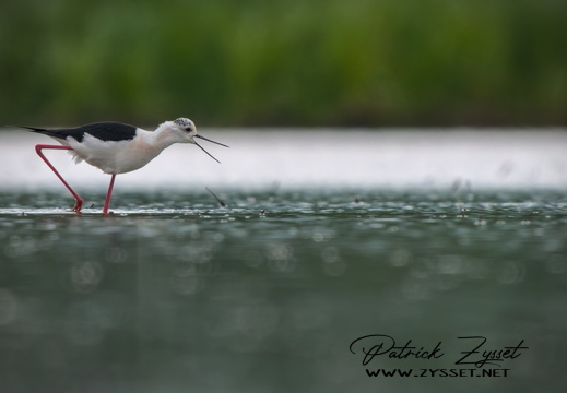 _DSC4503-DxO_DeepPRIME XD2s