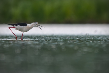 _DSC4503-DxO_DeepPRIME XD2s