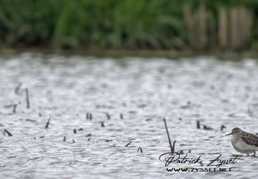 _DSC5488-DxO_DeepPRIME XD2s