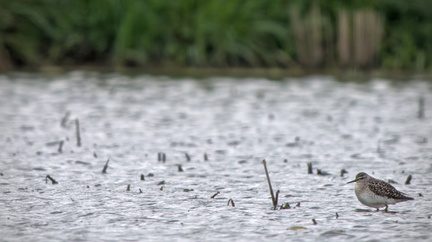 _DSC5488-DxO_DeepPRIME XD2s