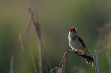 _DSC2213-DxO_DeepPRIME XD2s