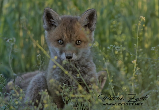 _DSC2231-DxO_DeepPRIME XD2s