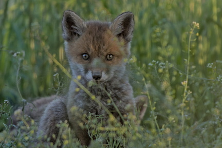 _DSC2231-DxO_DeepPRIME XD2s