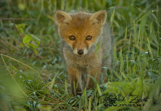 _DSC2454-DxO_DeepPRIME XD2s