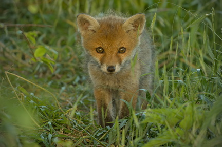 _DSC2454-DxO_DeepPRIME XD2s